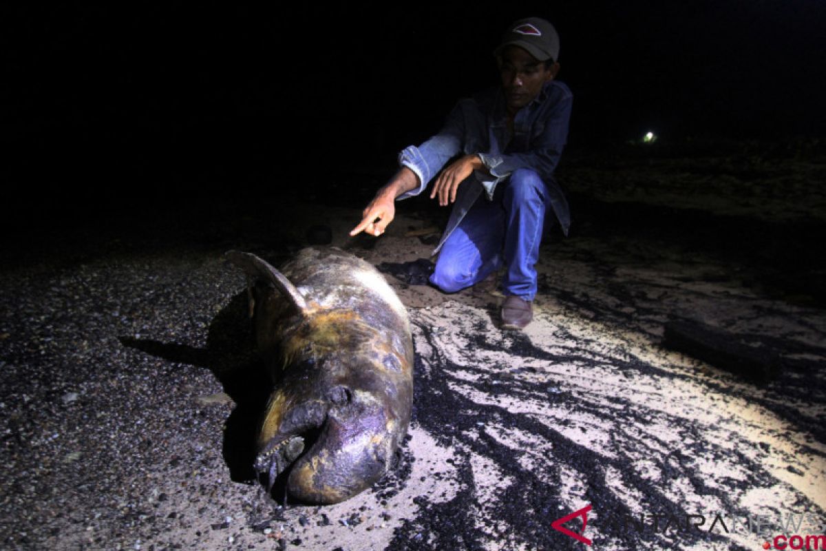 Pakar kelautan sebut mamalia mati di Riau bukan dugong