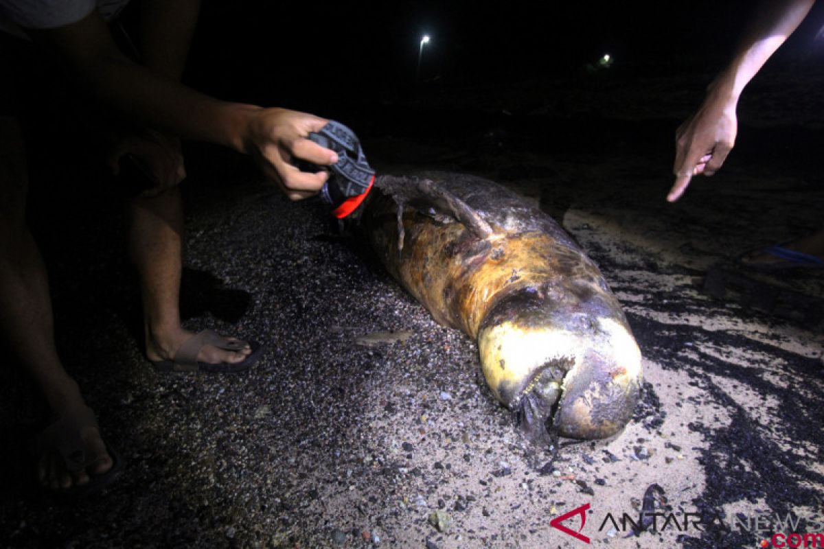 Bangkai dugong ditemukan terdampar di pesisir Karimun