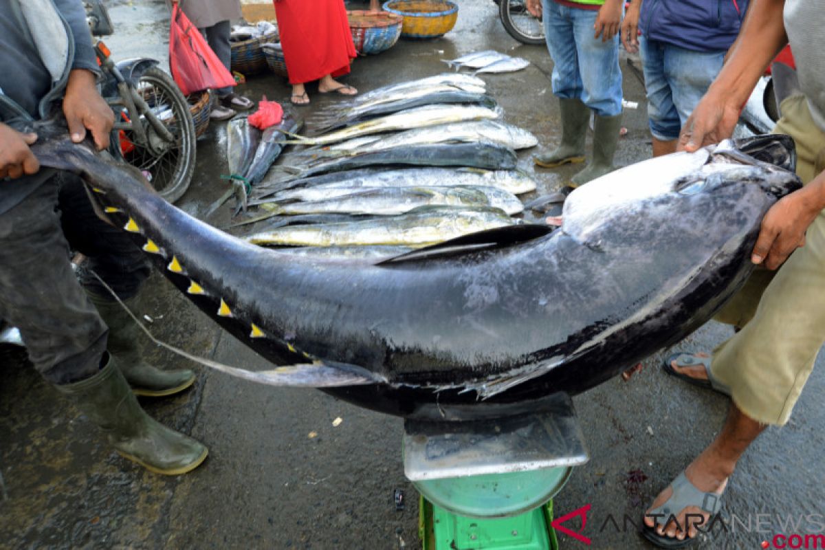 2,7 ton ikan tuna fresh diekspor ke Jepang