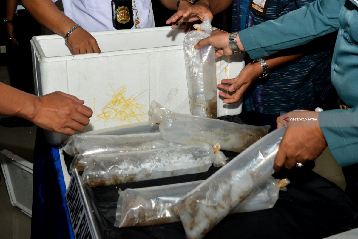 Lobster Senilai Rp3,96 Miliar Hendak Diselundupkan, Digagalkan Polisi