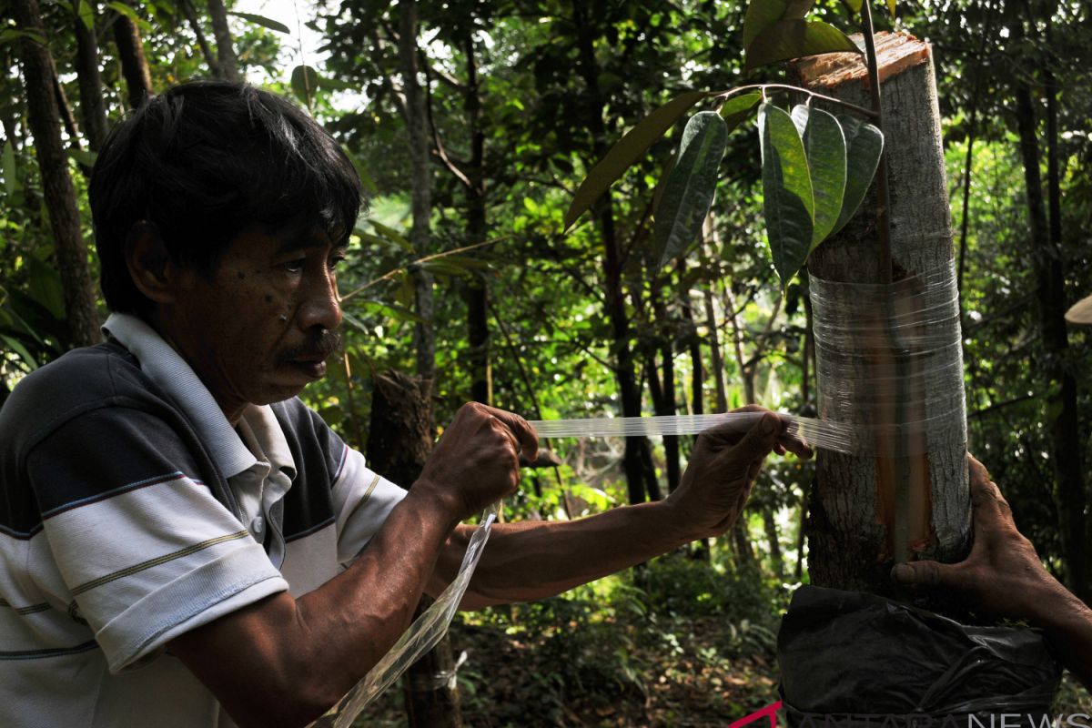 Pohon durian di Nagari Sungayang diserang penyakit aneh