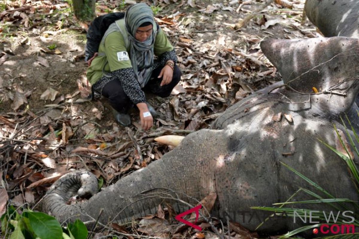 Gajah Sumatera yang mati di Jambi bukan karena bahan kimia