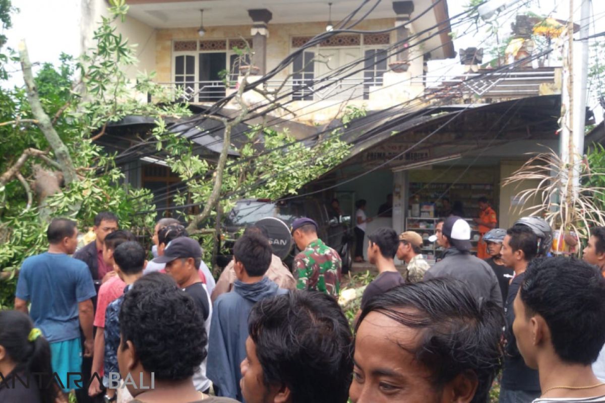 Seorang warga Denpasar tewas akibat pohon tumbang