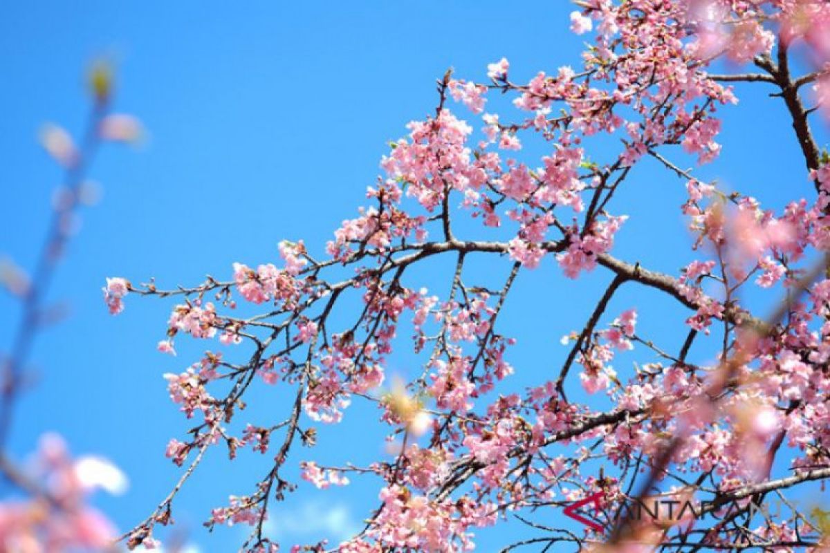 Sumba Timur kembangkan wisata Bunga Sakura