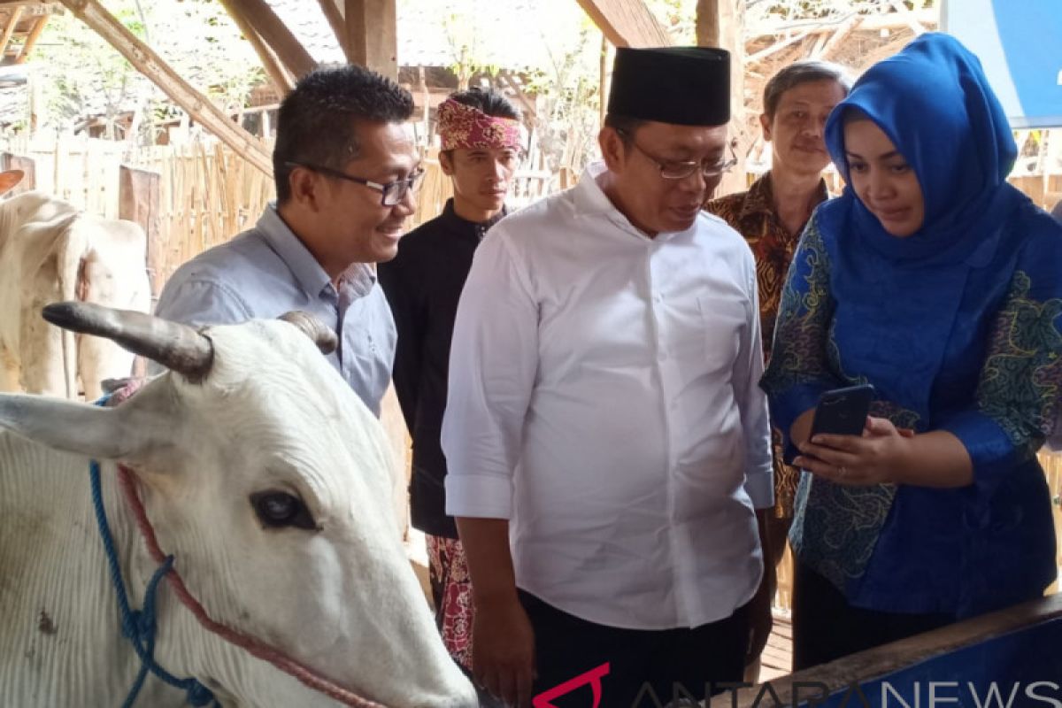 Memantau perkembangan sapi melalui aplikasi