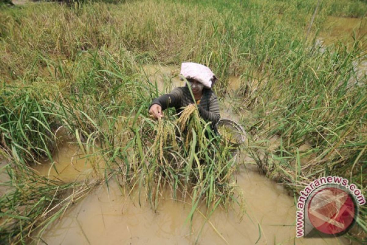 Waspada bencana, petani wajib ikut asuransi