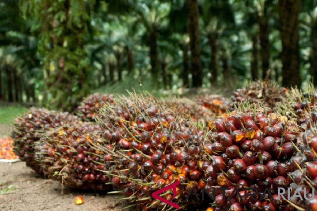 Harga sawit Riau turun menjadi Rp1.357,66 per kg