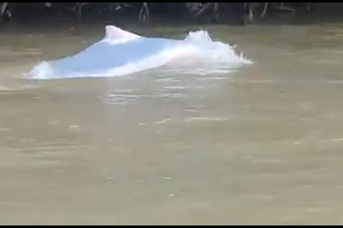 Ini video keberadaan lumba-lumba putih di Sungai Kualuh
