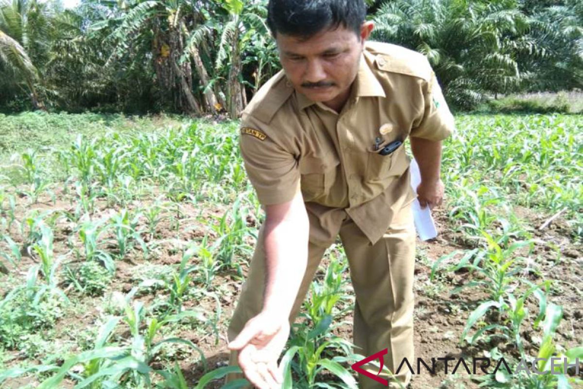 Masyarakat Aceh Jaya resah, tanaman jagung diserang ulat