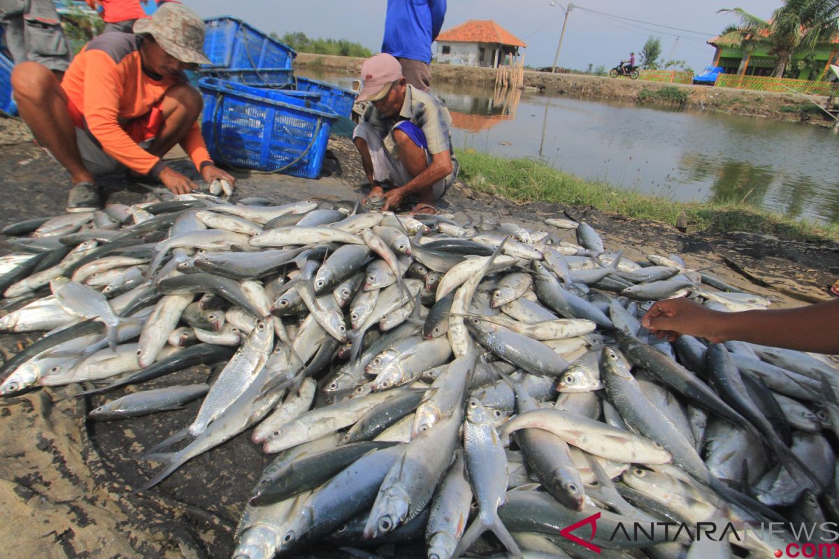 Masyarakat diajak berbudidaya ikan bandeng