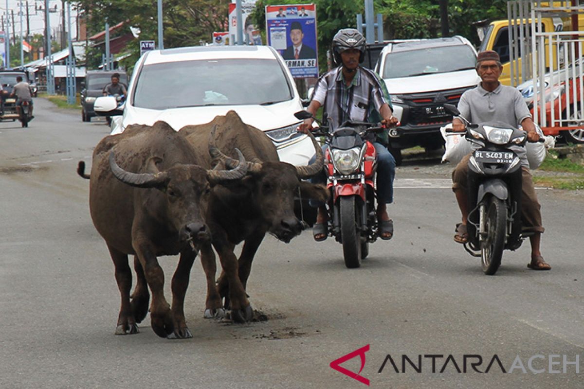 Ternak liar ancam keselamatan pengguna jalan