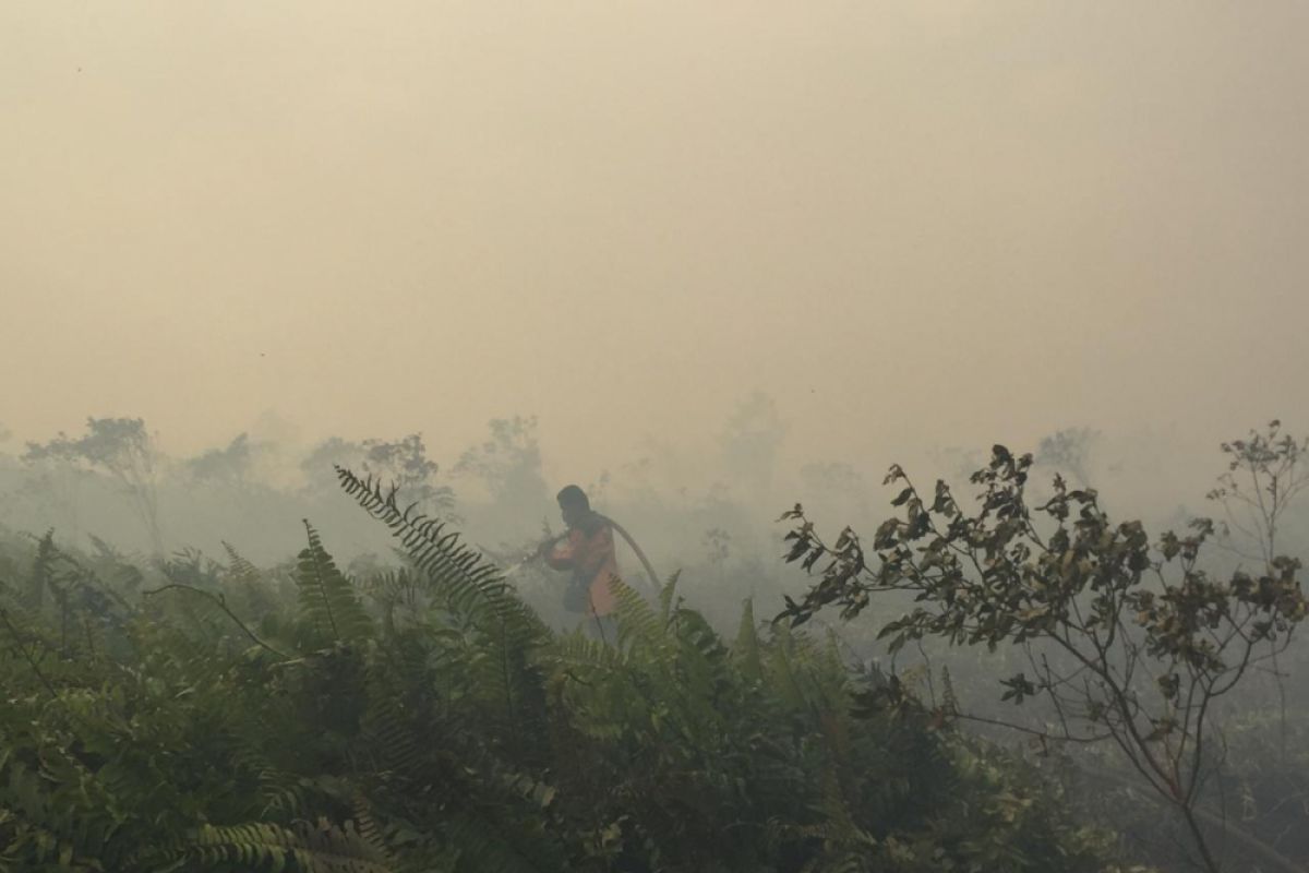 Karhutla Pesisir Riau Meluas dari Rohil merambat ke Dumai