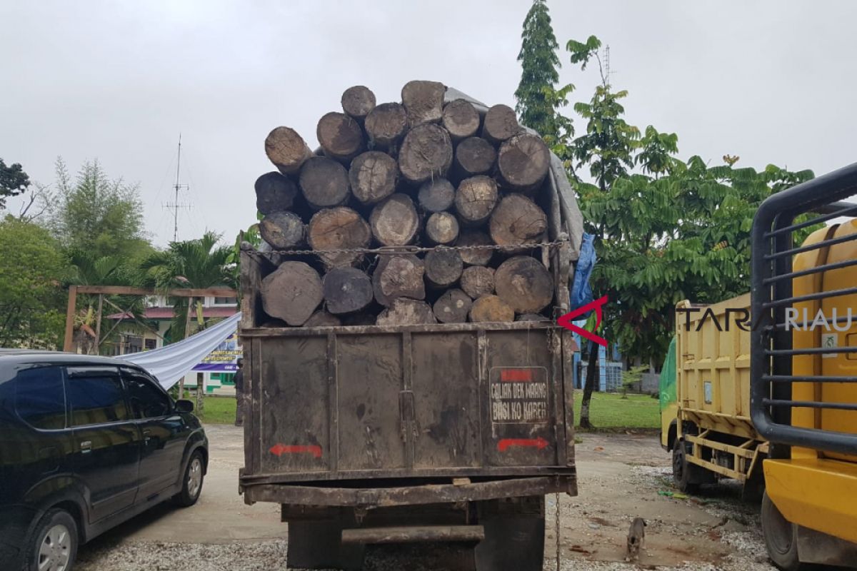 Pemodal dan pembalak liar Suaka Margasatwa Kerumutan Riau diringkus. begini kronologisnya