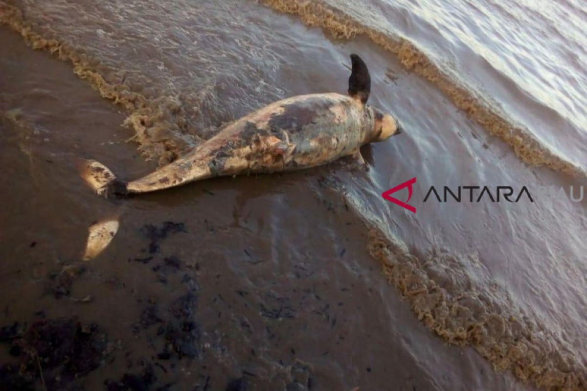 Dua Dugong Mati dalam Sepekan di Riau