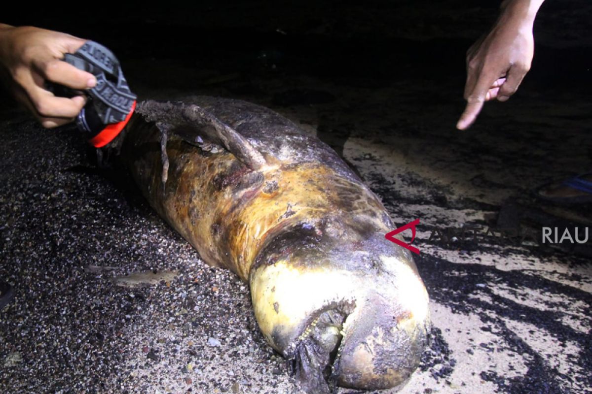 Pakar Kelautan Ragukan Dugong Mati di Riau