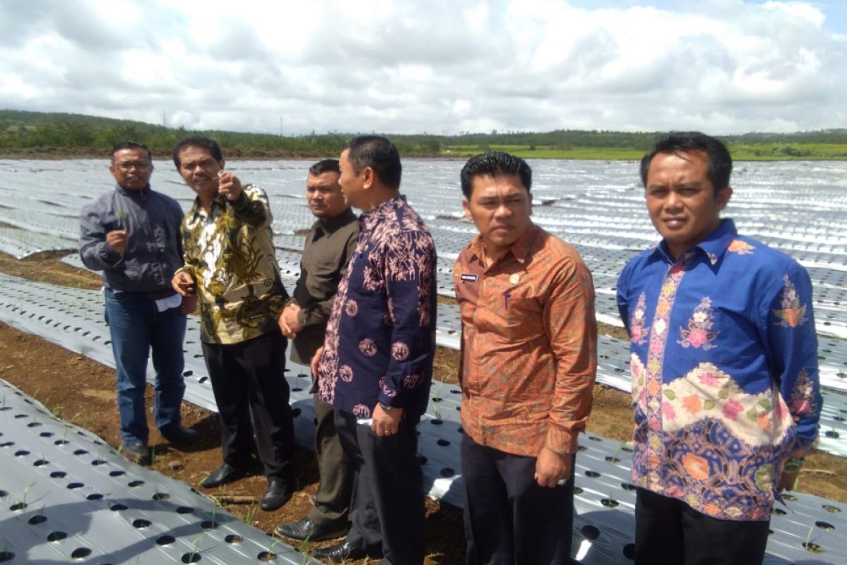 Kementan dorong importir tanam bawang putih di Kerinci Jambi