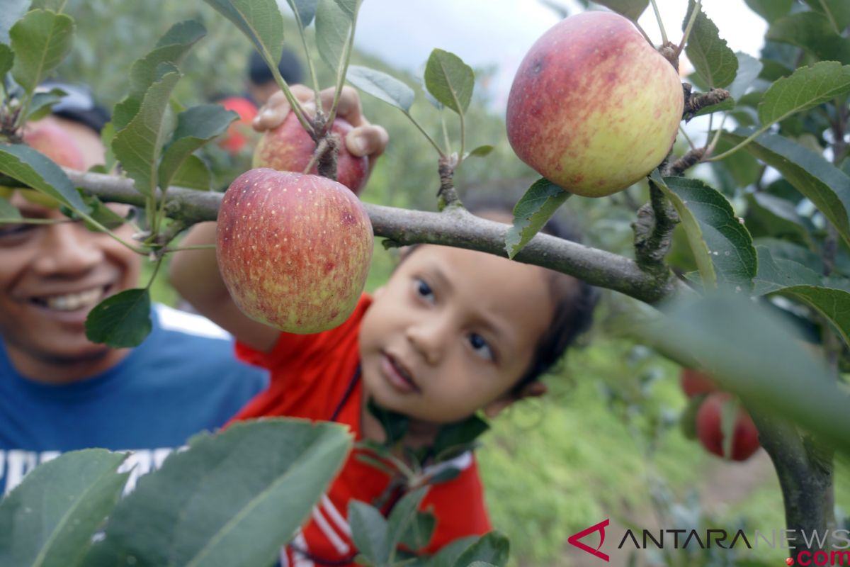 Makan apel bisa bantu cegah penyakit kronis