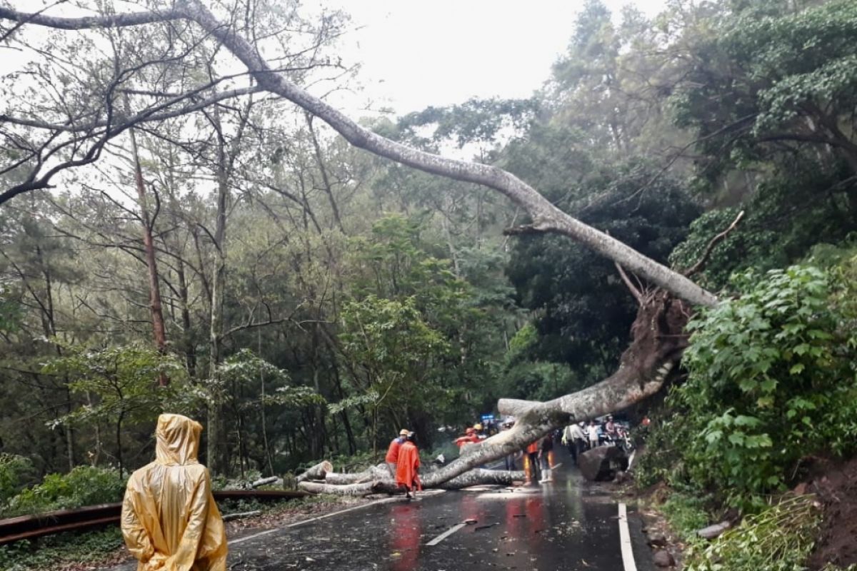 Pohon Tumbang Sebabkan Akses Jalan di Kota Batu Tertutup