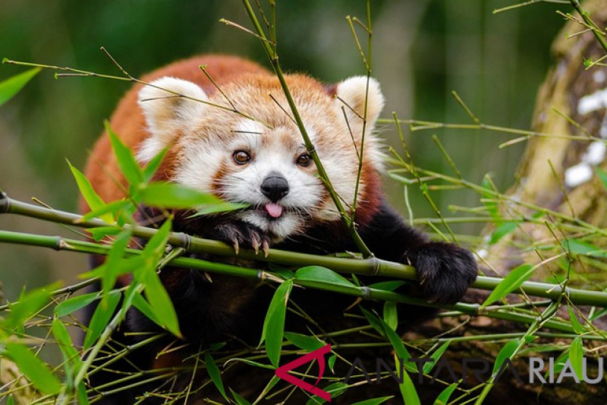 Fakta Menarik Tentang Kelahiran Pertama Red Panda di Indonesia