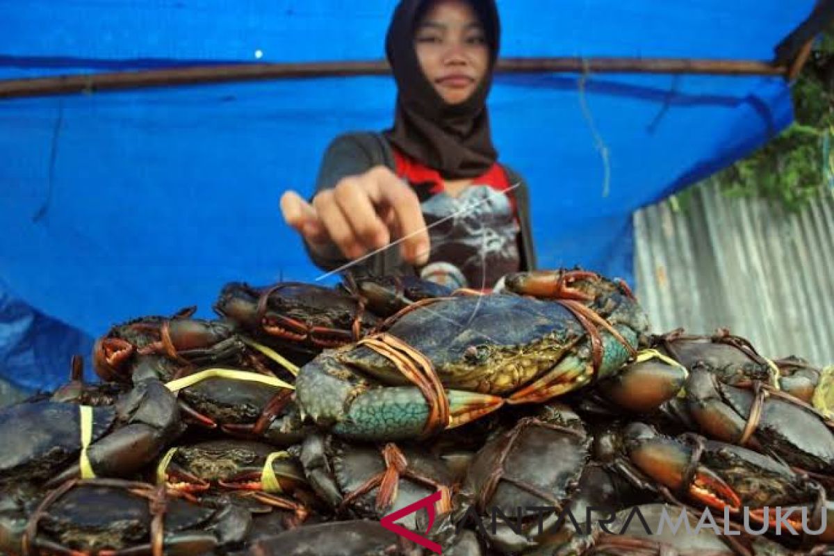 Maluku ekspor kepiting bakau ke Malaysia dan Singapura