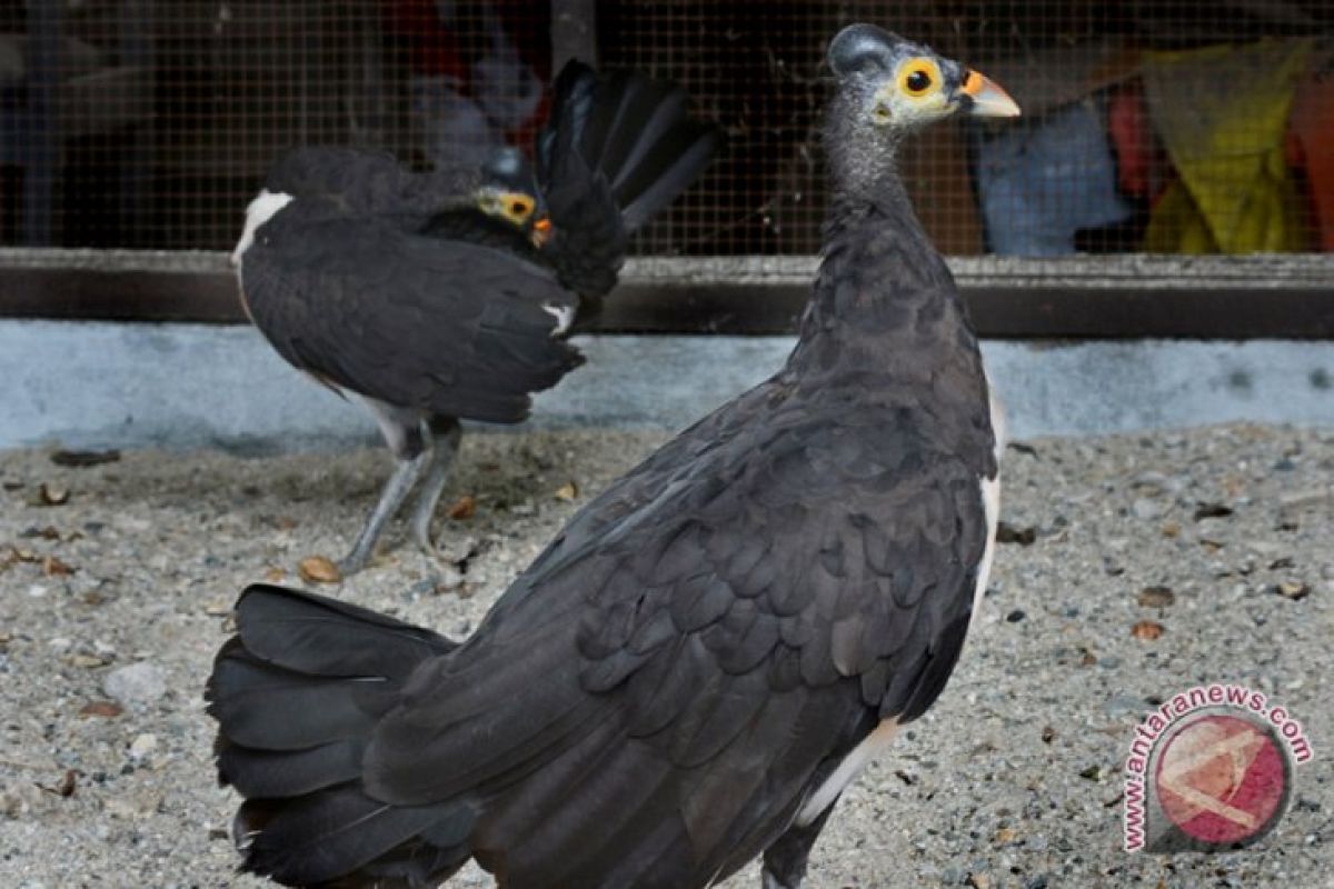 15 persen burung endemik Indonesia terancam punah