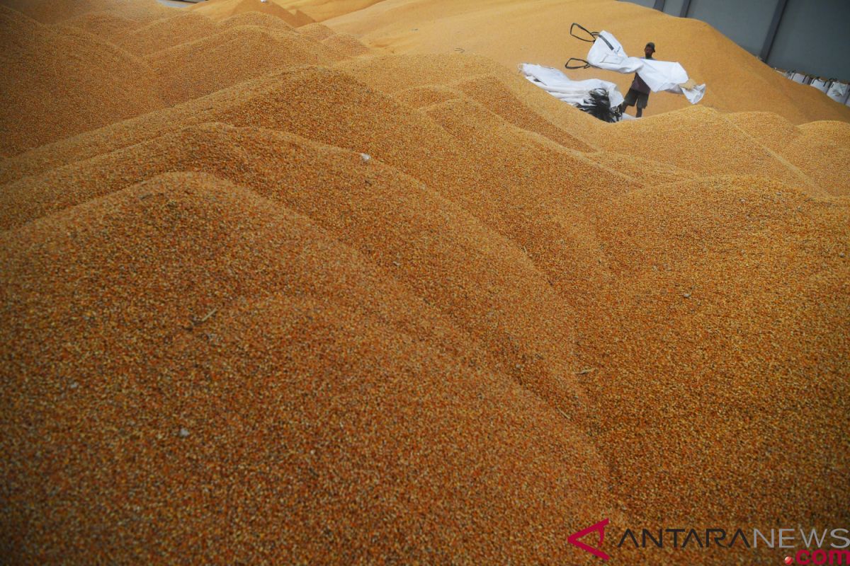 Bulog buka lelang impor jagung tambahan 150.000 ton