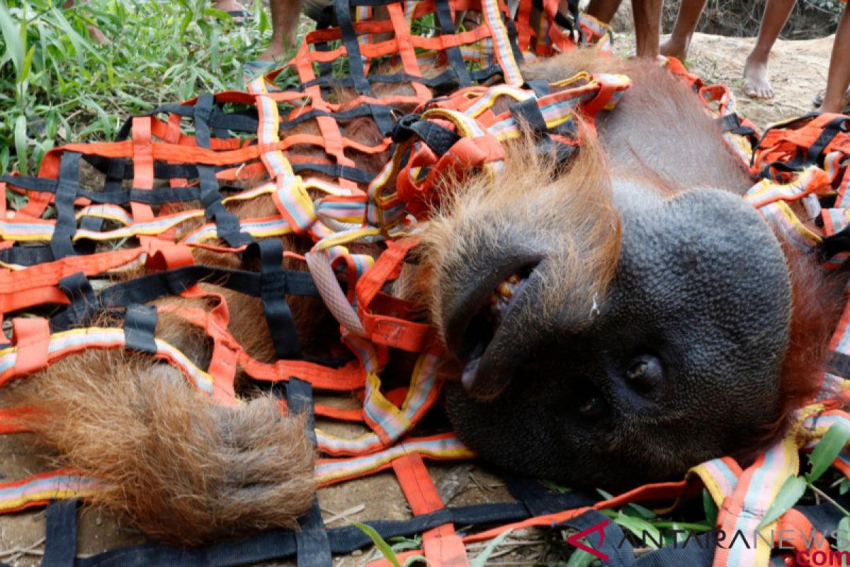Seekor orangutan sumatera dievakuasi dari kandang ayam