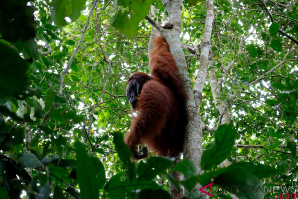 orangutan sumatera yang terisolasi ditranslokasikan BKSDA Aceh