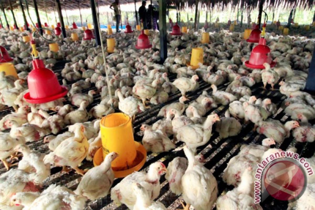 Harga ayam potong turun, peternak terancam merugi