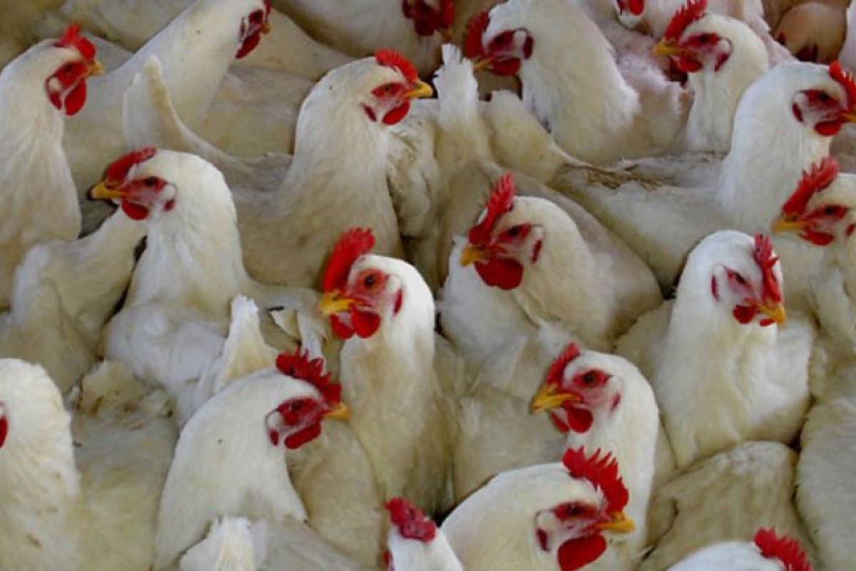 Pemilik Warung Makan Berharap Harga Ayam Pedaging Tidak Naik