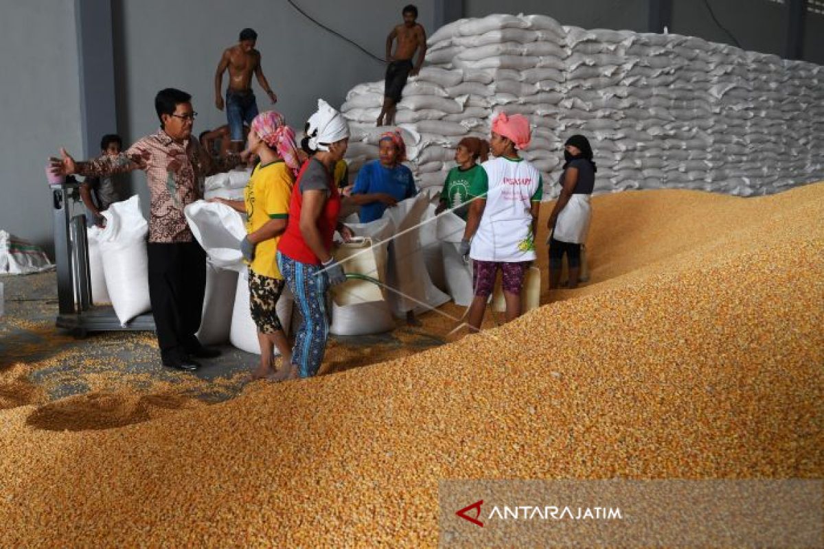 Bulog to Distribute Imported Corn to Farmers