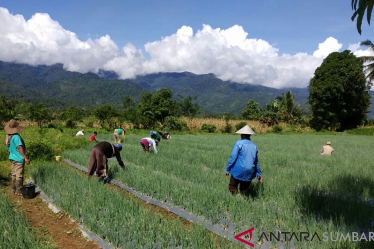 Bantuan bibit bawang varietas lokal lebih disukai petani Solok Selatan