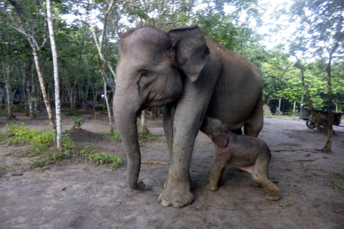 Bayi Gajah lahir di TNWK Lampung Timur