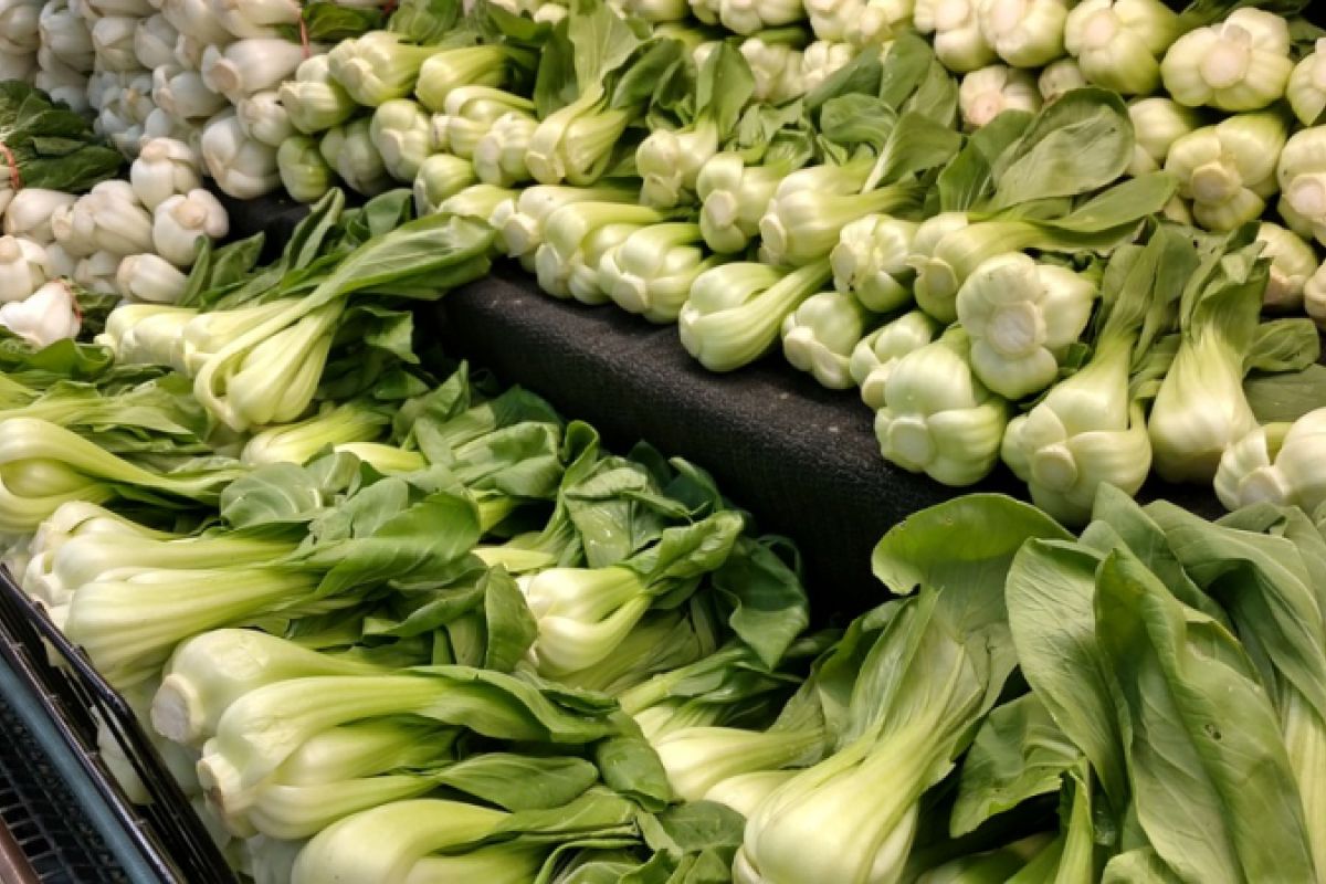 Manfaat sayur bok choy untuk kesehatan