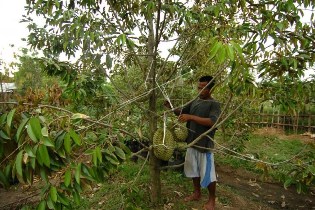 Pengembangan durian di Lebak didukung Kementan