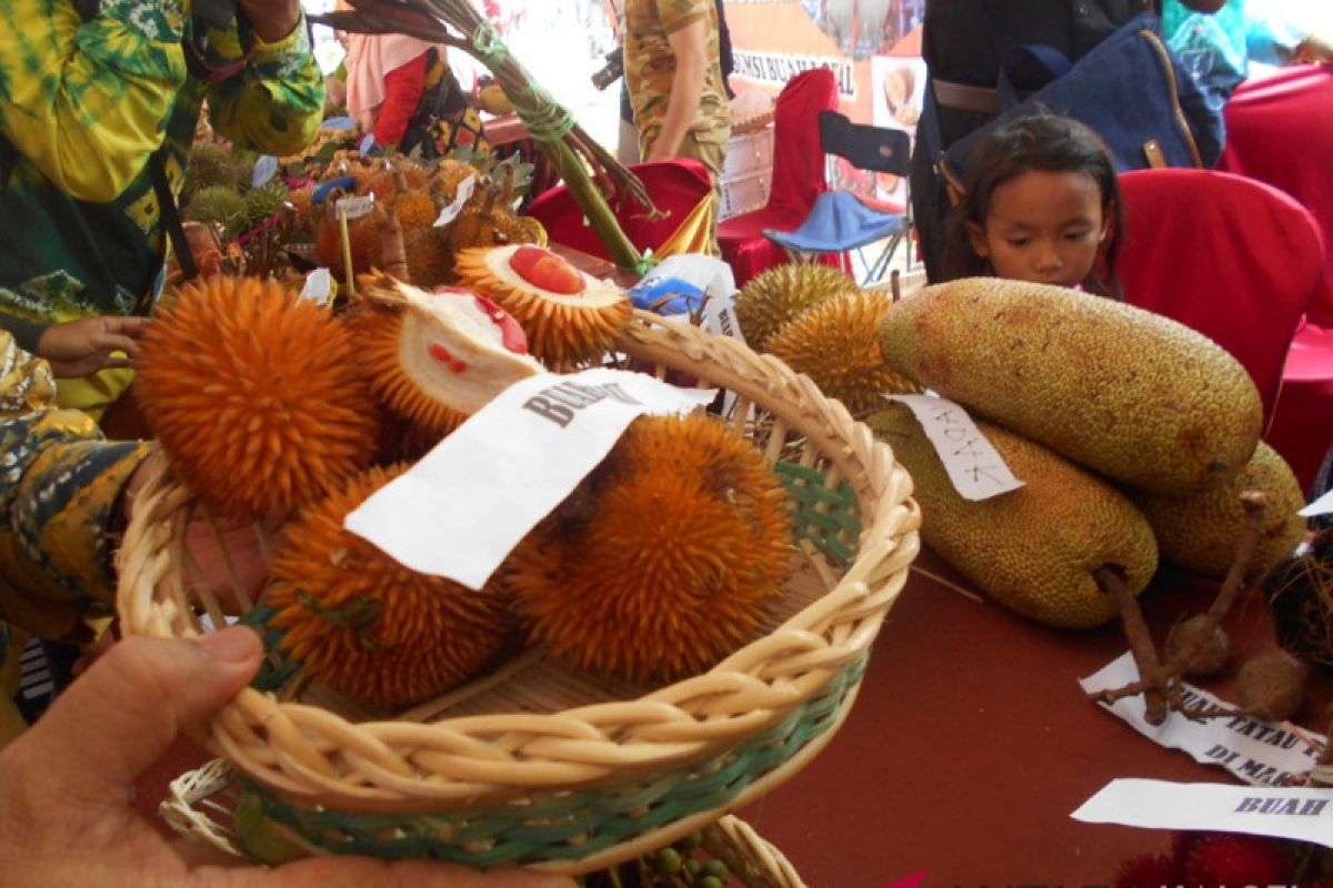150 jenis buah endemik Kalimantan terancam punah