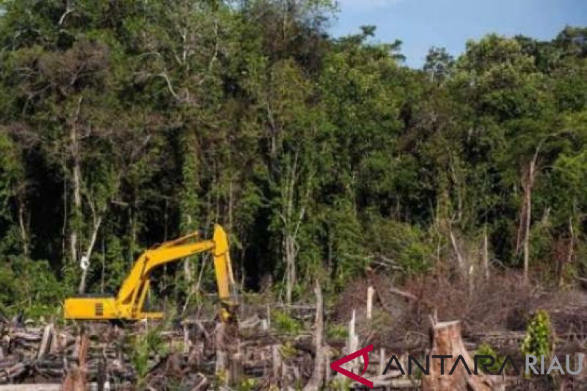 PT Adei Plantation di Bengkalis terindikasi lakukan perambahan hutan