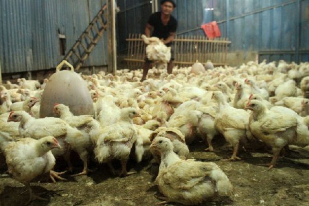 Pengamat: turunnya harga ayam disebabkan persoalan kandang