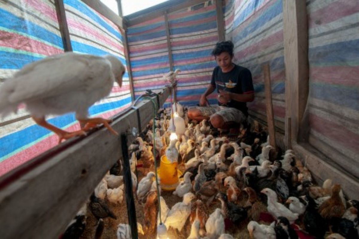 Pedagang di Palu terpaksa datangkan ayam potong dari Sulsel dan Sulbar