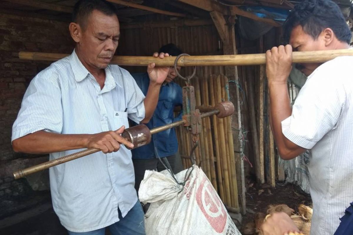 Panen Buah Dukuh Di Lebak Dorong Ekonomi Daerah