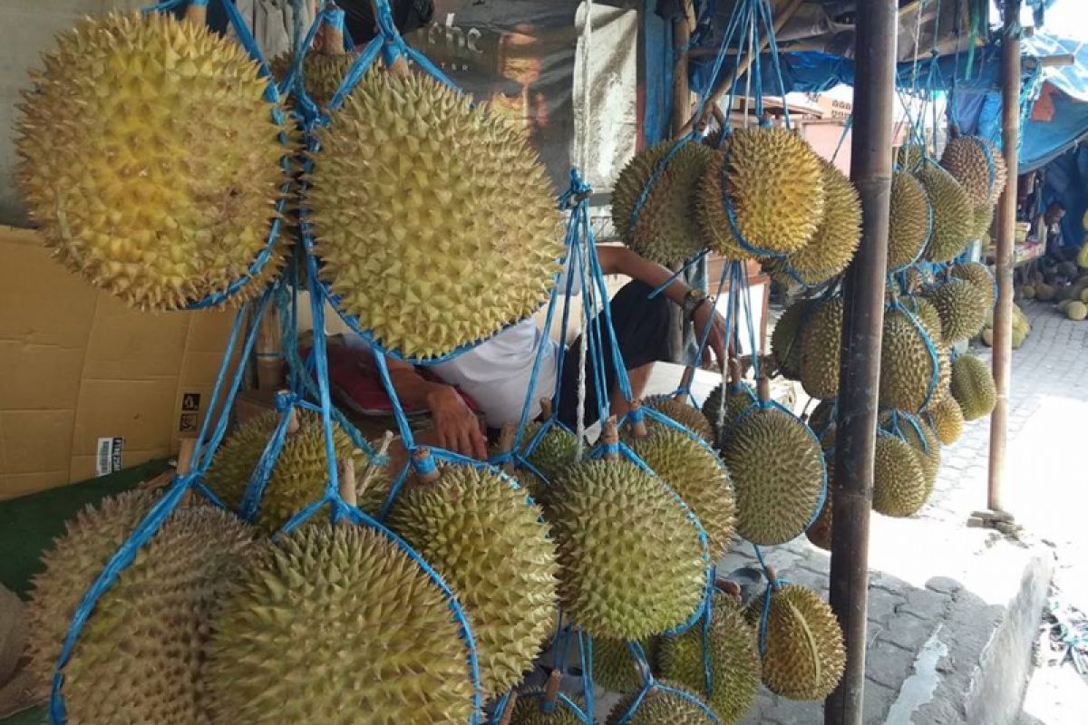 Pemungut Durian Di Lebak Ramai Di Hutan