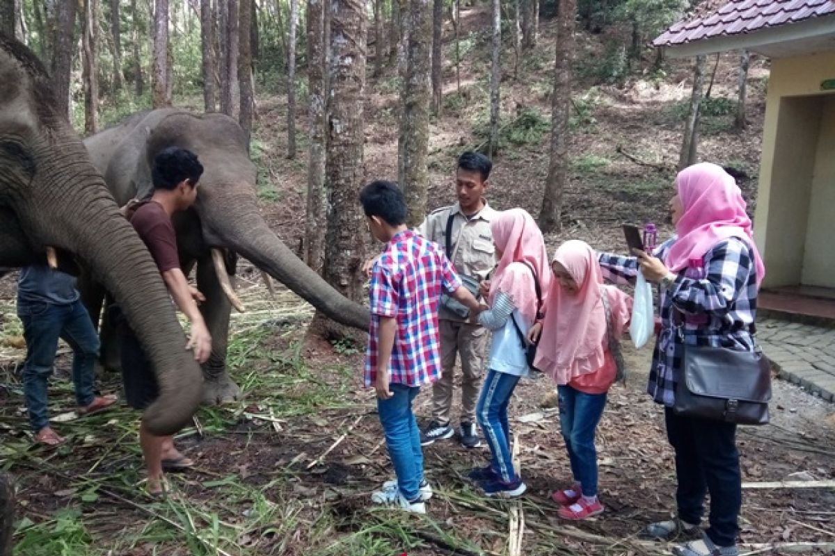 Ada gajah jinak di hutan Aek Nauli Simalungun