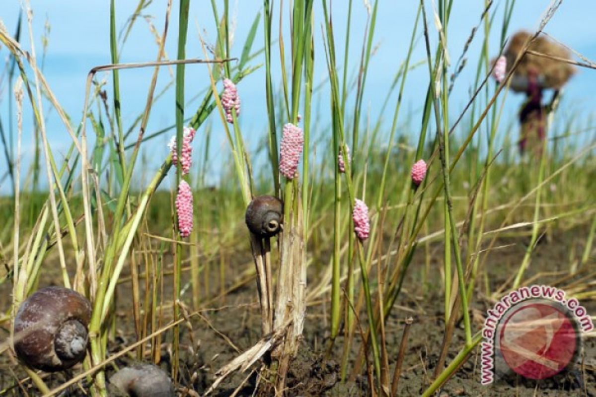 Hama keong ganggu petani padi Aceh Jaya, Kadis Pertanian : Segera kita respon