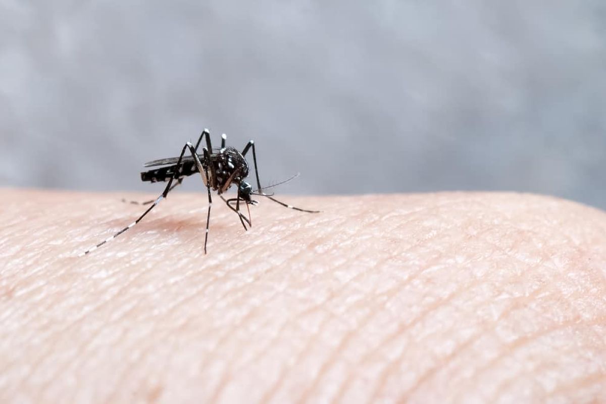 Nyamuk penyebab demam berdarah bisa berubah menggigit sore hari
