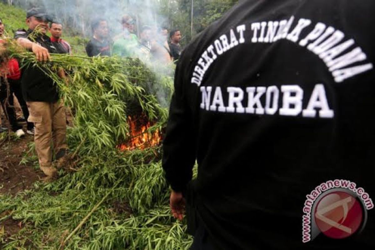 Polisi temukan ladang ganja di Lombok Utara