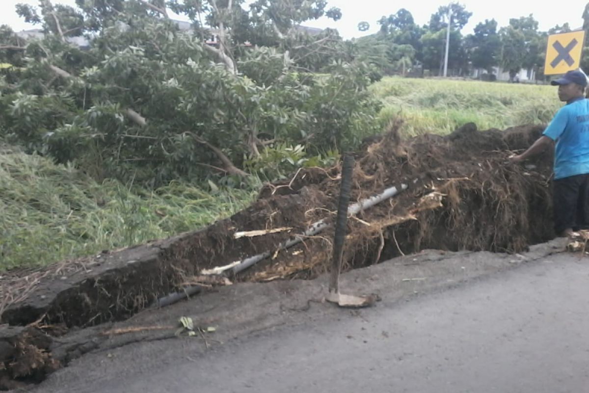 Pohon di Karang Pule tumbang