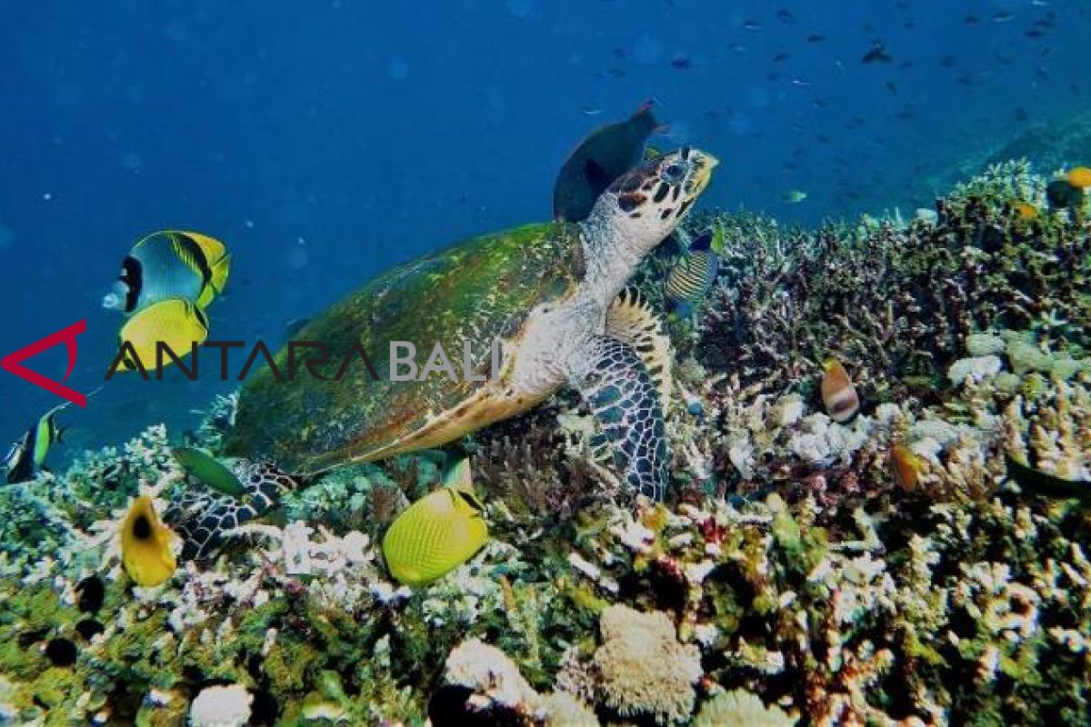 Kapal  Ocean Princess rusak biota laut Selat Pandar NTT