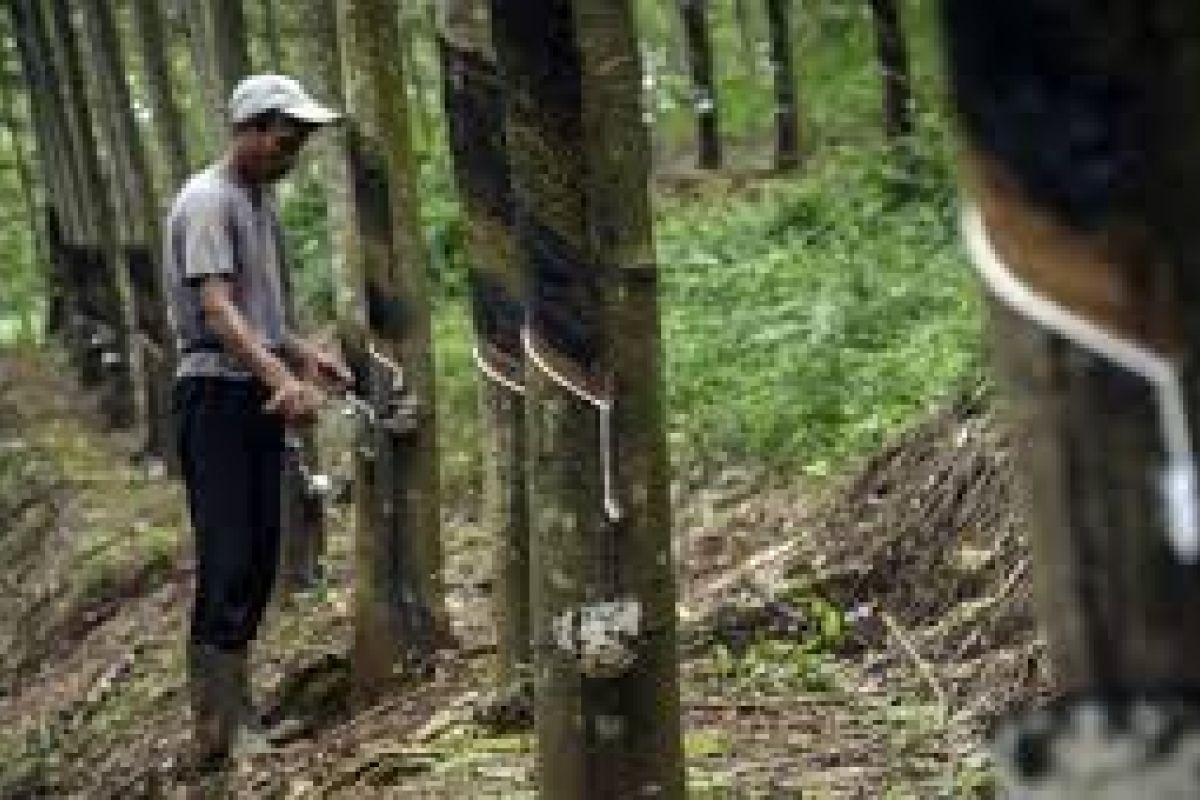 Petani Lebak Kembali Nikmati Harga Karet Rp9.000/Kg