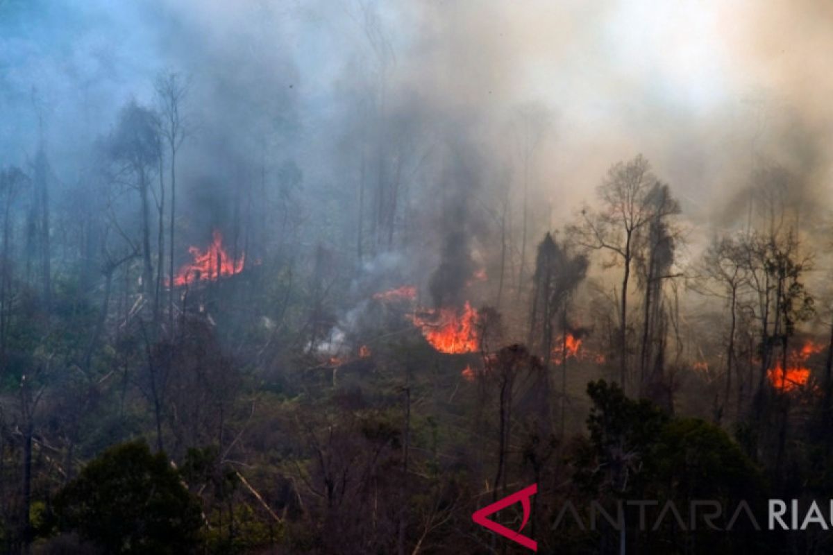 Gawat, Luas lahan terbakar Riau Melonjak dalam 5 Hari Terakhir