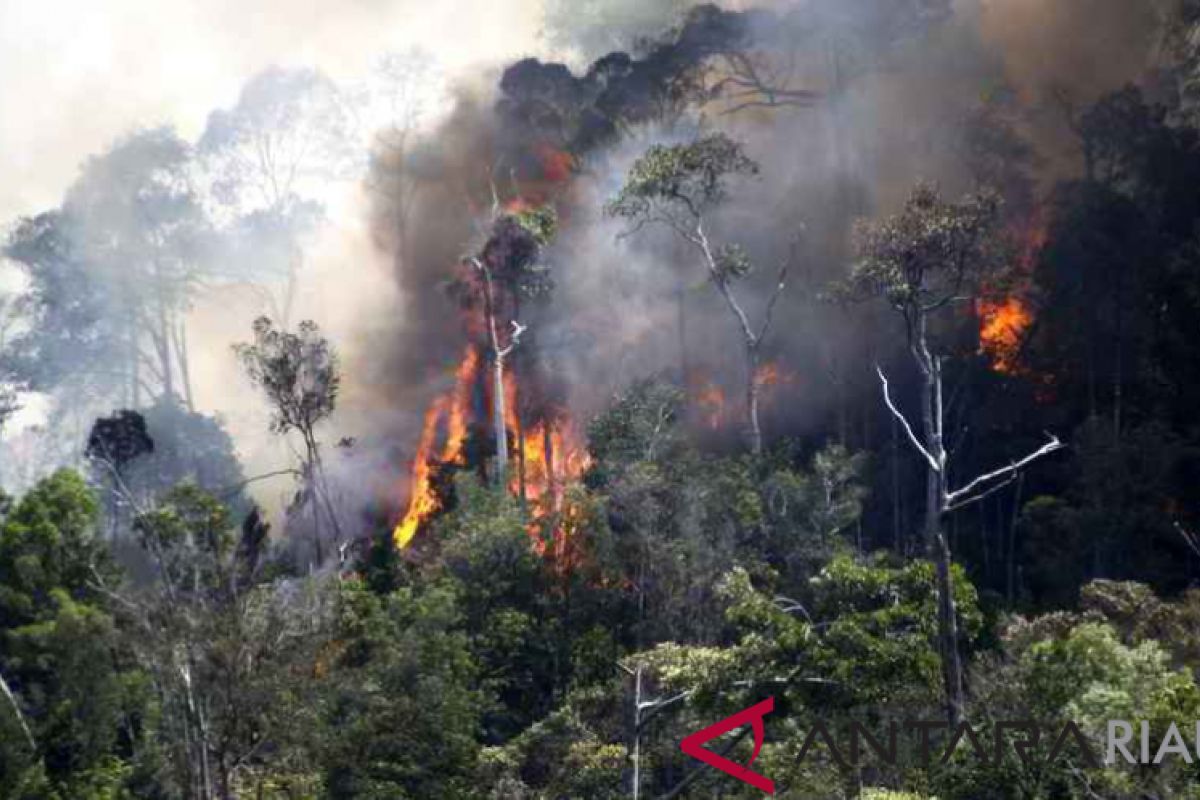 BPBD : 55 hektare lahan Riau terbakar